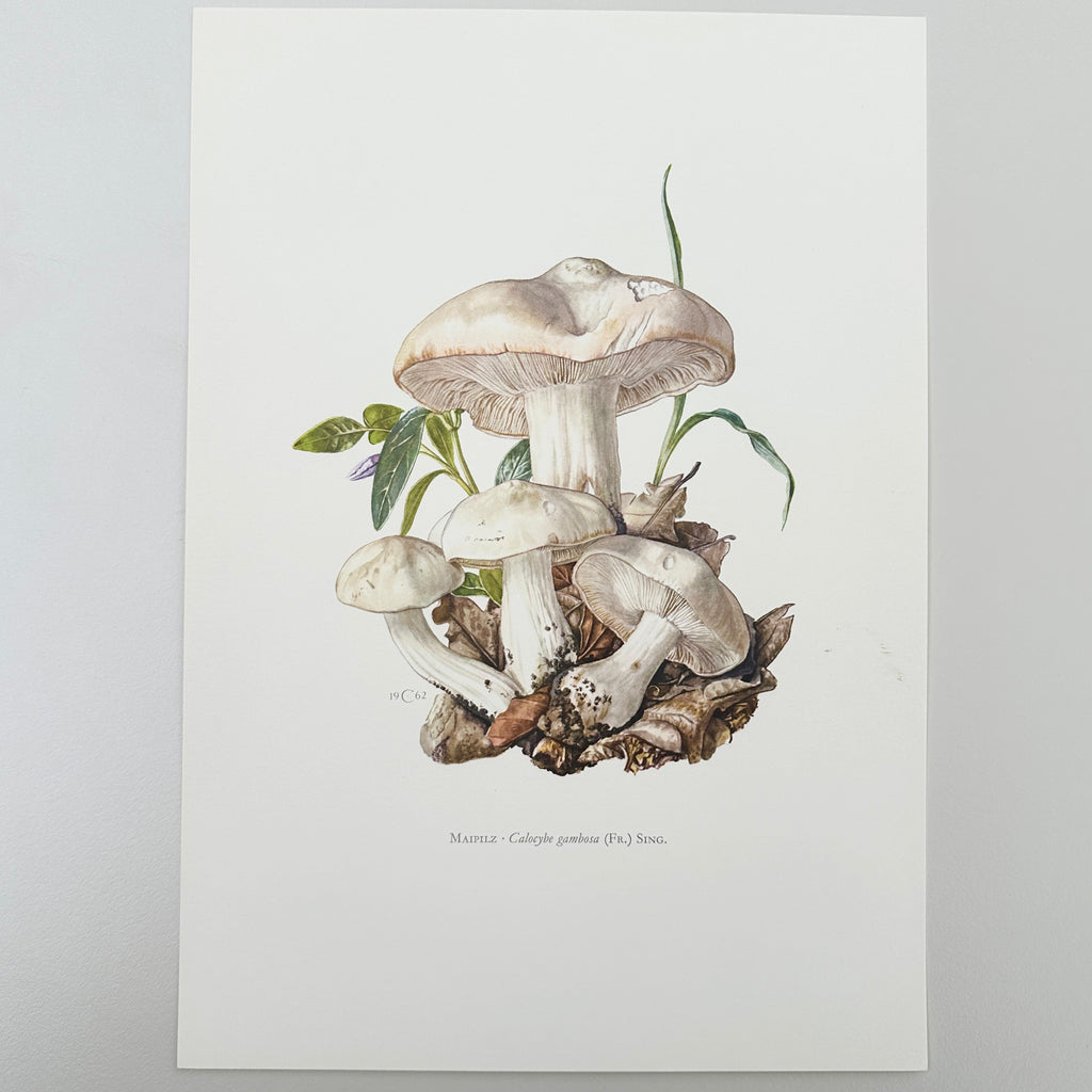 1960s German Mushroom Prints
