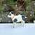 Black/White Dog