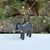 Black Cat
