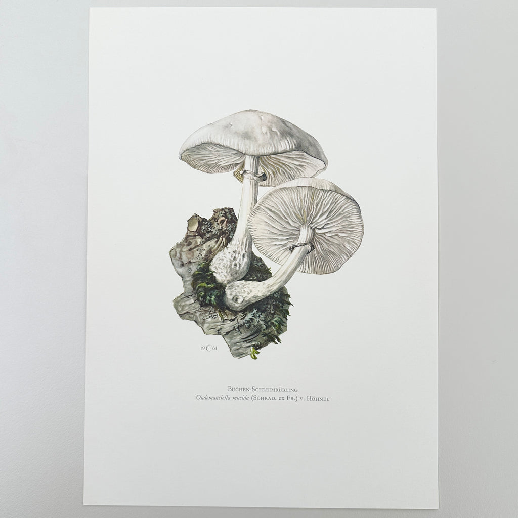 1960s German Mushroom Prints