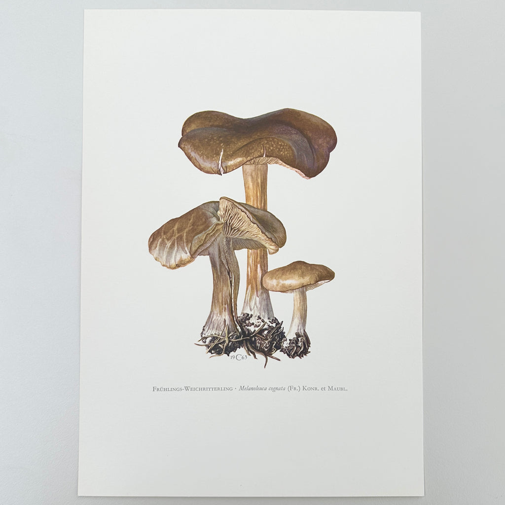 1960s German Mushroom Prints