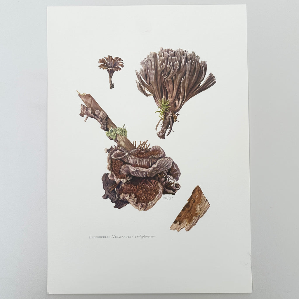 1960s German Mushroom Prints