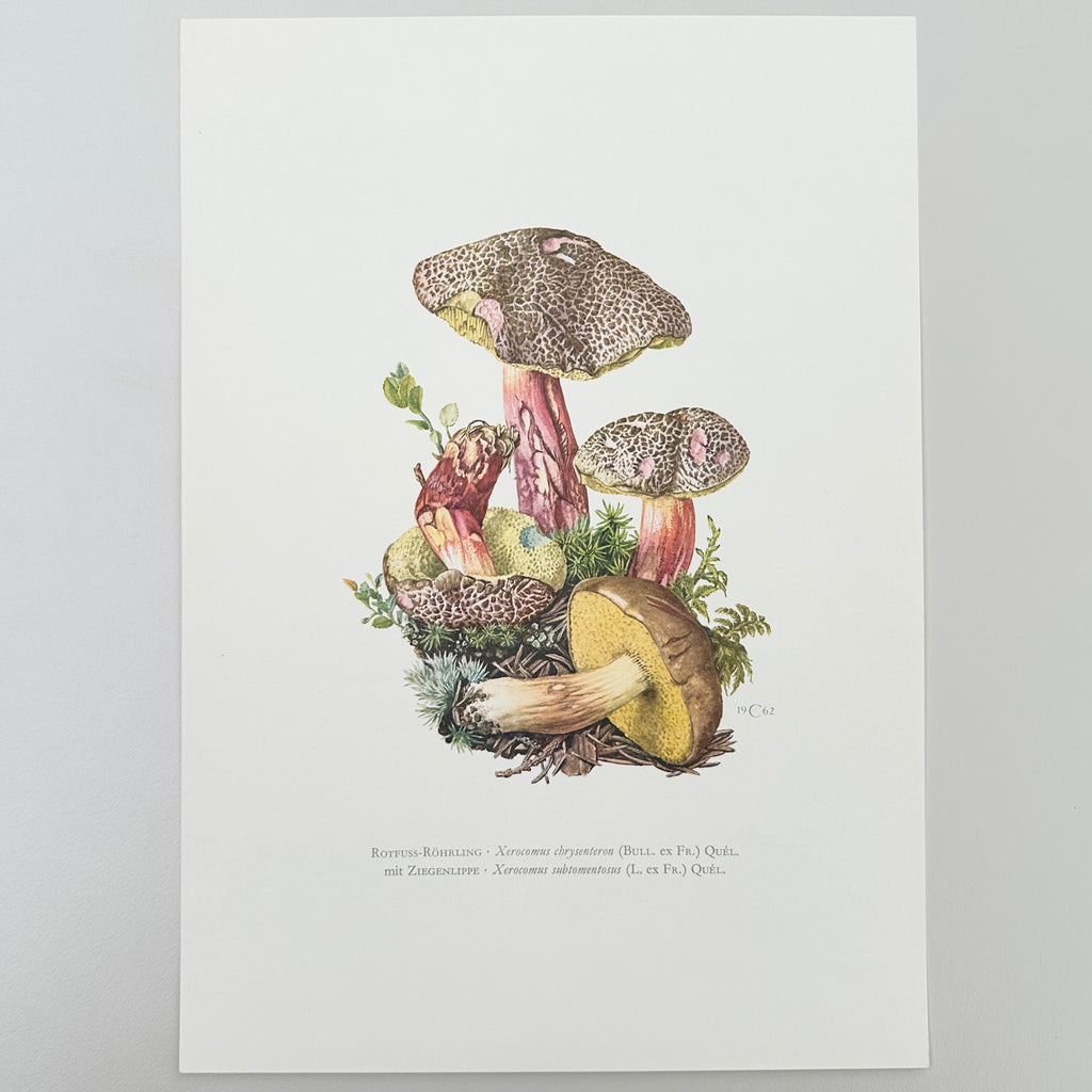 1960s German Mushroom Prints