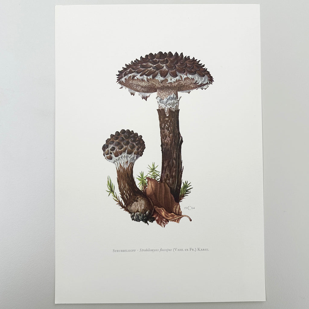 1960s German Mushroom Prints