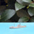 Ship 4
