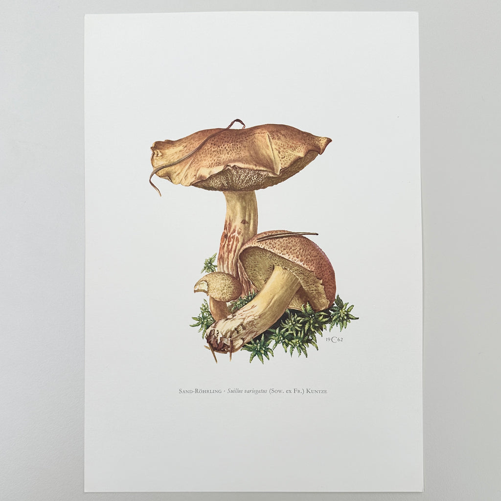 1960s German Mushroom Prints