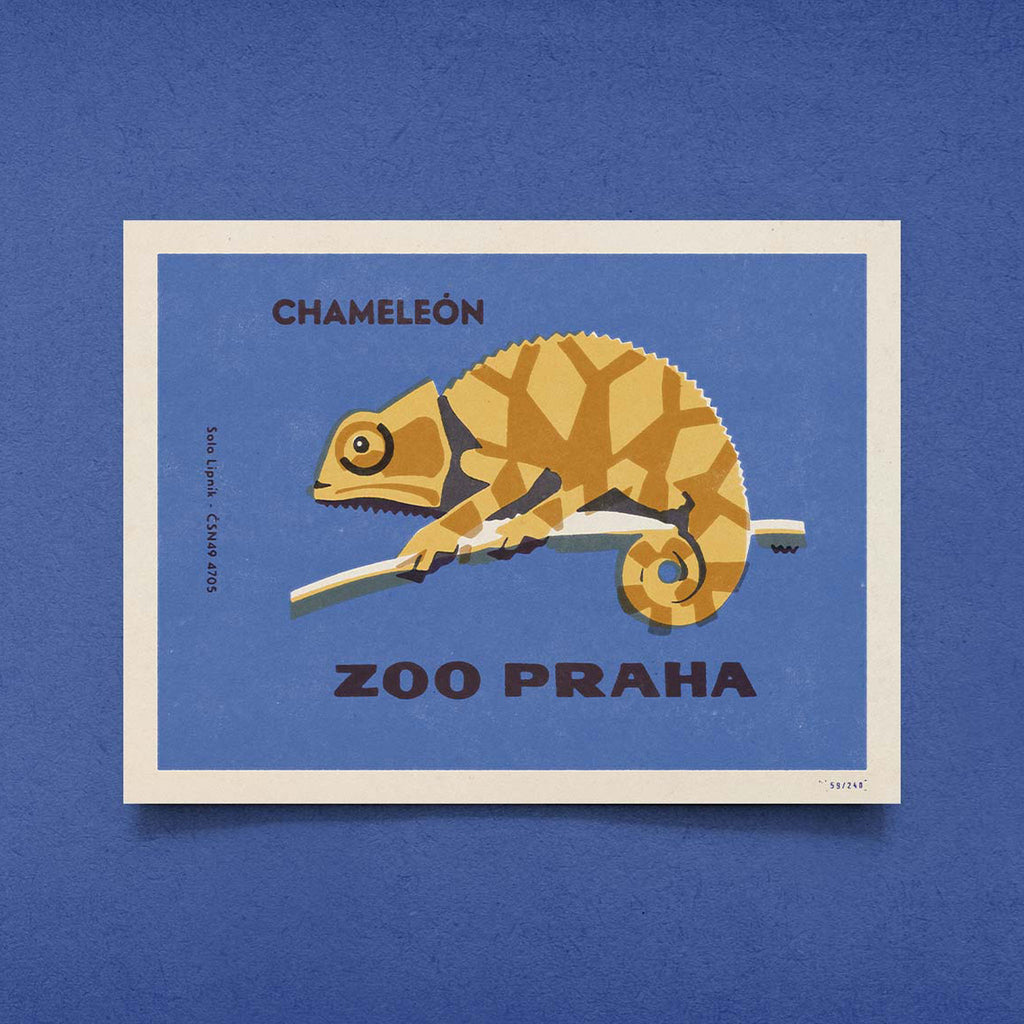 Prague Zoo - Chameleon