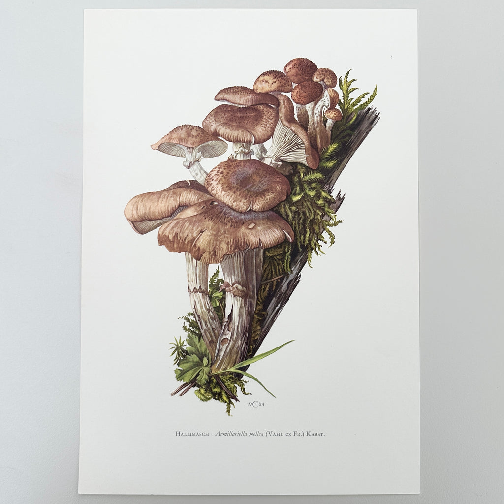 1960s German Mushroom Prints