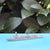 Ship 12