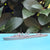 Ship 7