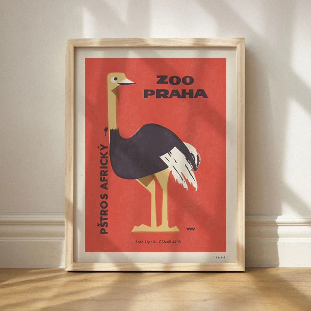 Prague Zoo - African Ostrich