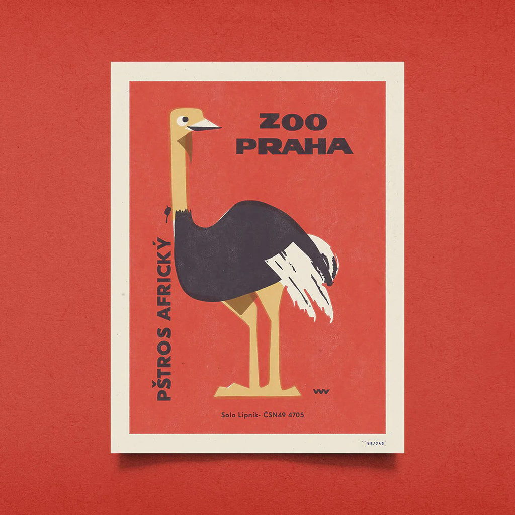 Prague Zoo - African Ostrich