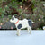 Black/White Dog