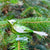 Green Bird