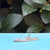 Ship 4