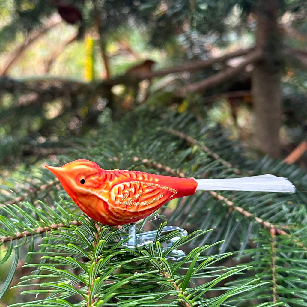 Orange Bird