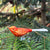 Orange Bird