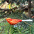 Orange Bird