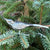 Grey Bird
