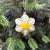 White Flower