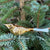 Golden Bird